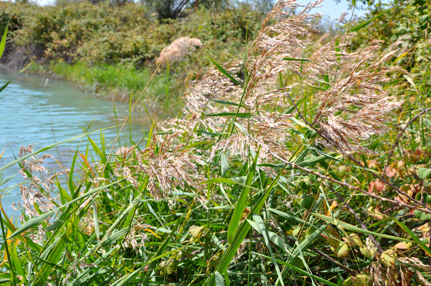 Wood Reed Grass Cinna arundinacea 100 Seeds for Planting Perennial Grass