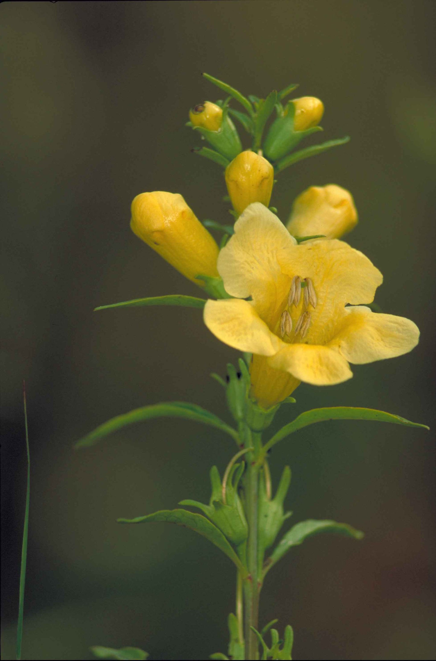 Smooth Yellow False Foxglove Aureolaria Flava 500 Seeds for Planting