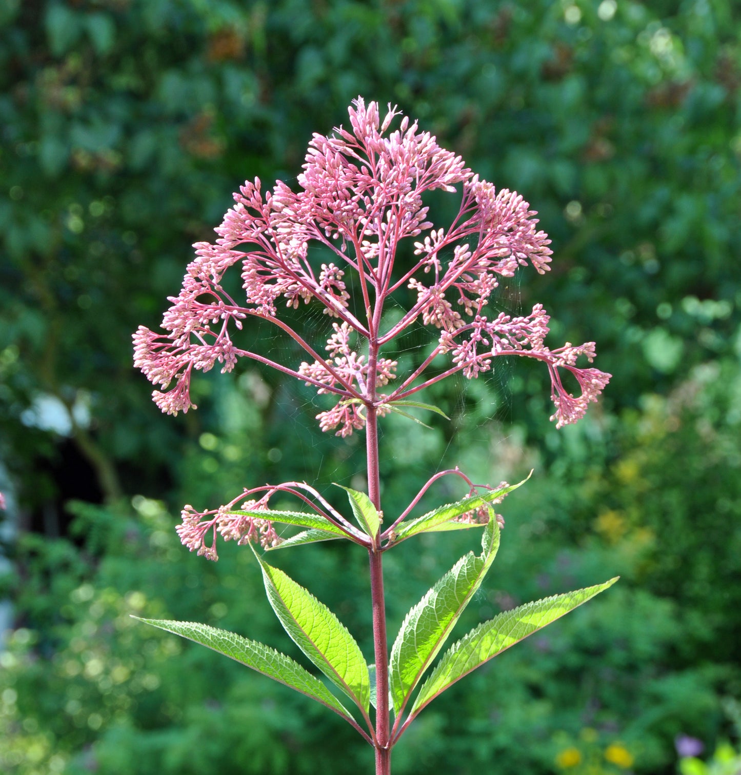 Joe Pye Weed Spotted Eutrochium Purpureum FlowerS 400 Seeds for Planting