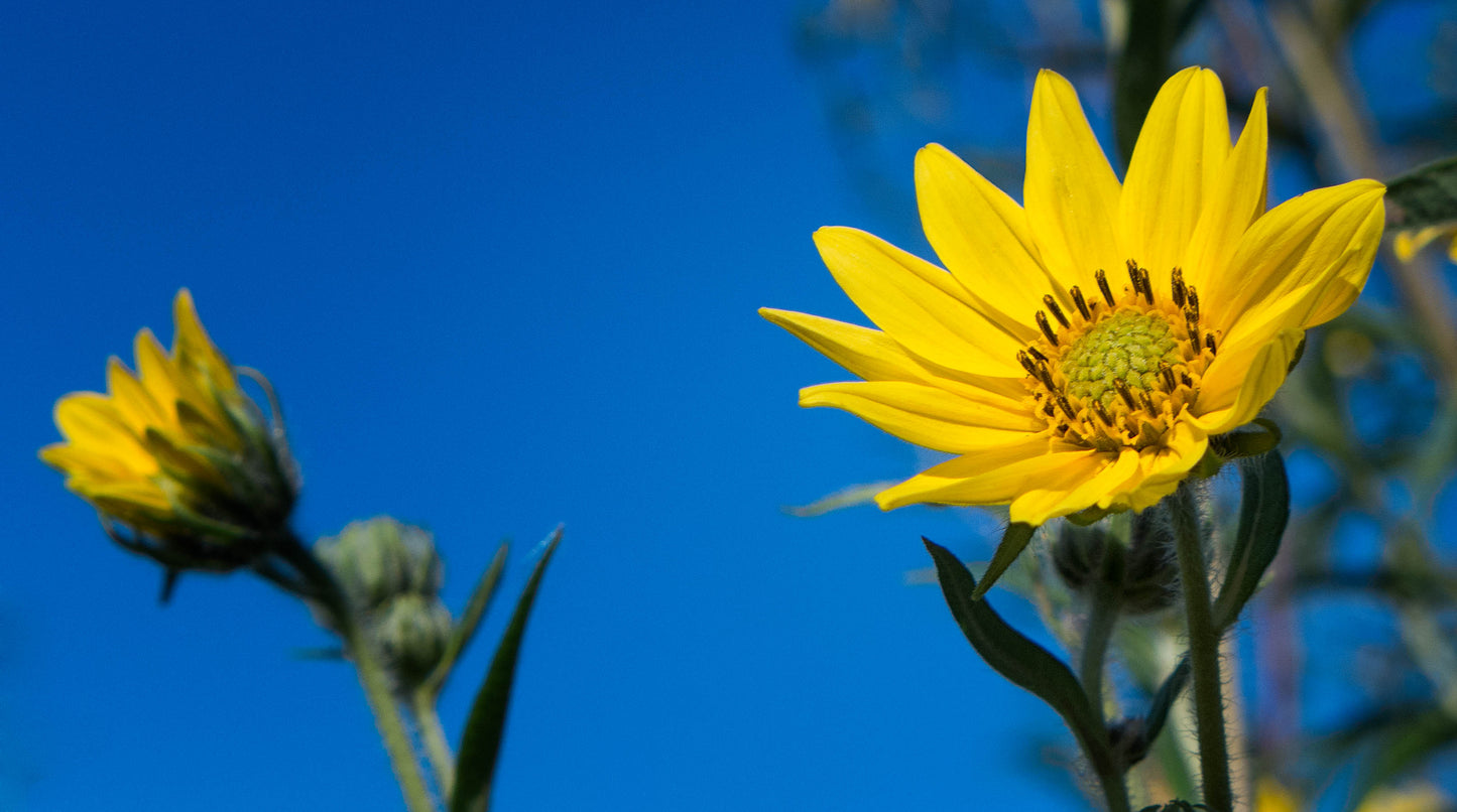 Tall Sunflower Helianthus giganteus 100 Seeds for Planting Vibrant Yellow Flowers