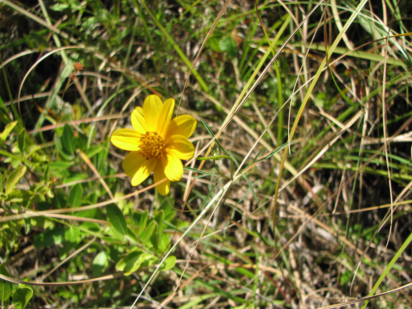 Tall Swamp Marigold Bidens coronata 100 Seeds for Planting Yellow Flowers