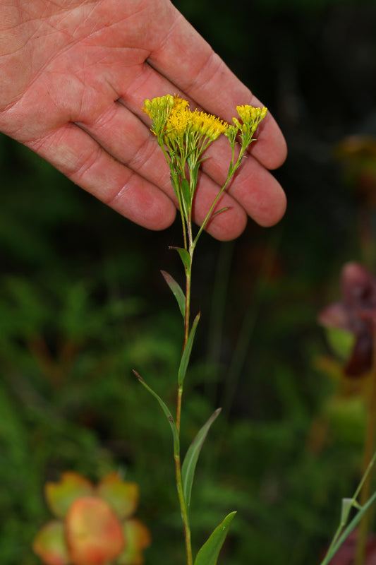 Ohio Goldenrod Solidago Ohioensis 1000 Seeds for Planting