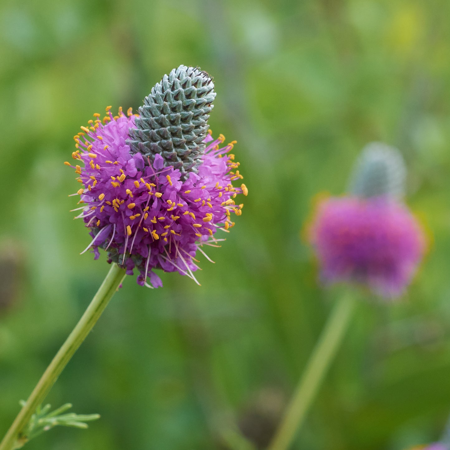 Purple Prairie Clover Dalea Purpurea 750 Seeds for Planting Petalostemum Purpureum