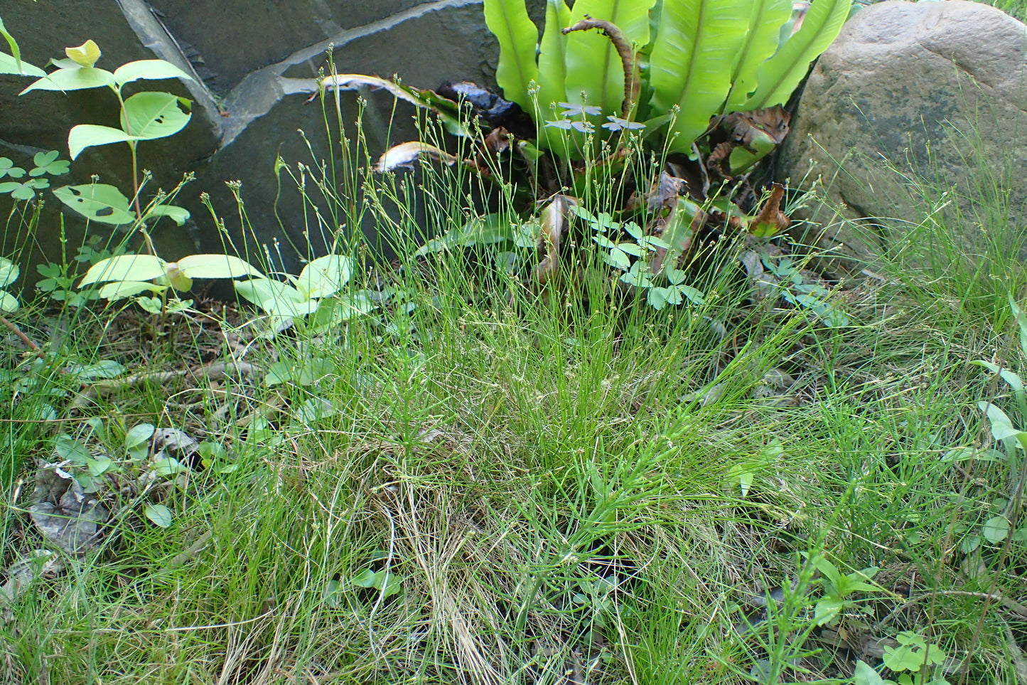Ivory Sedge Carex eburnea 50 Seeds for Planting Native Ground Cover