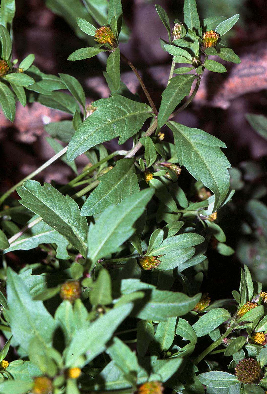 Bidens connata Purplestem Beggartick 100 Seeds for Planting