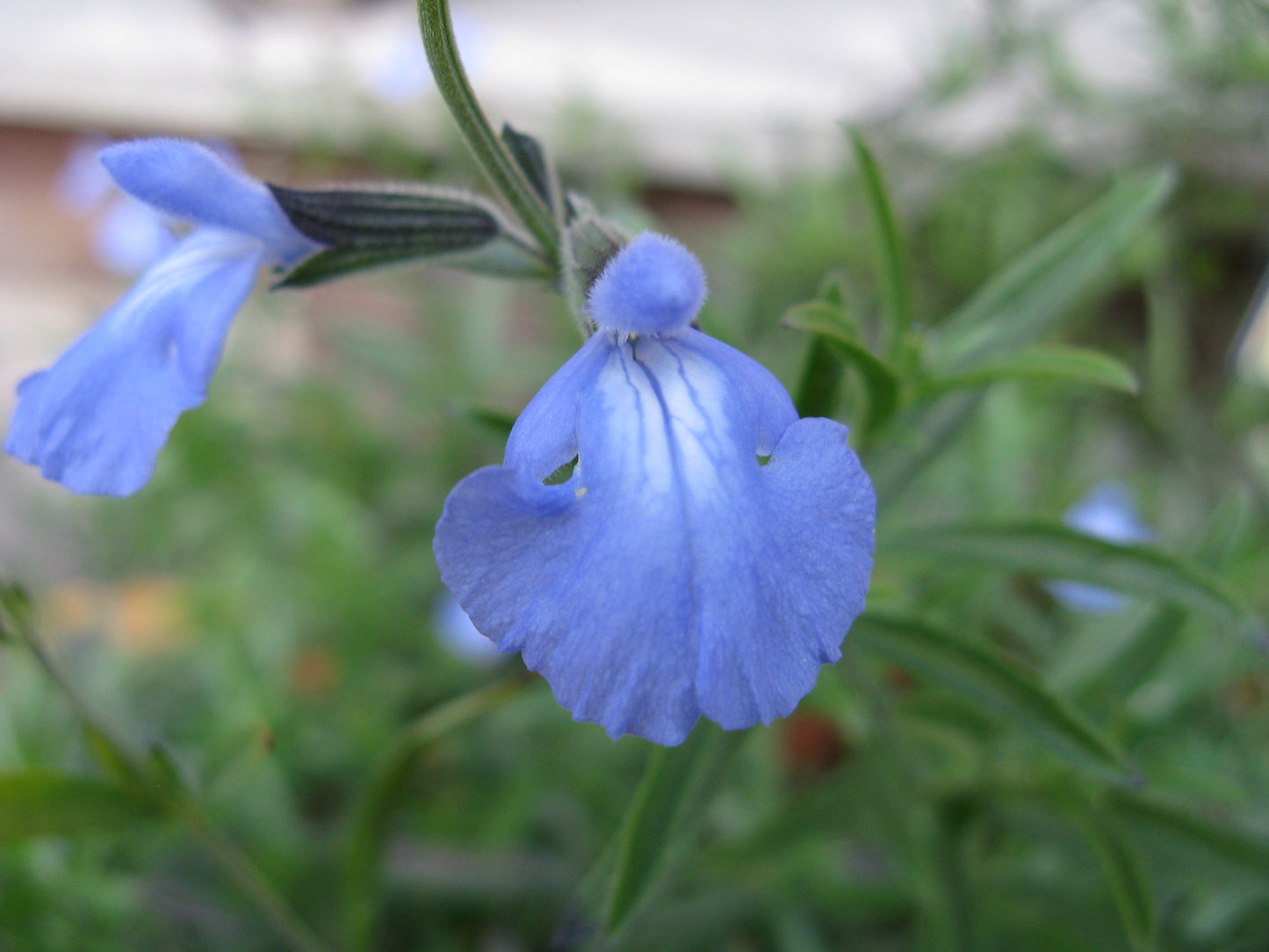 Salvia azurea Blue Sage 40 Seeds for Planting Easy-to-Grow Perennial