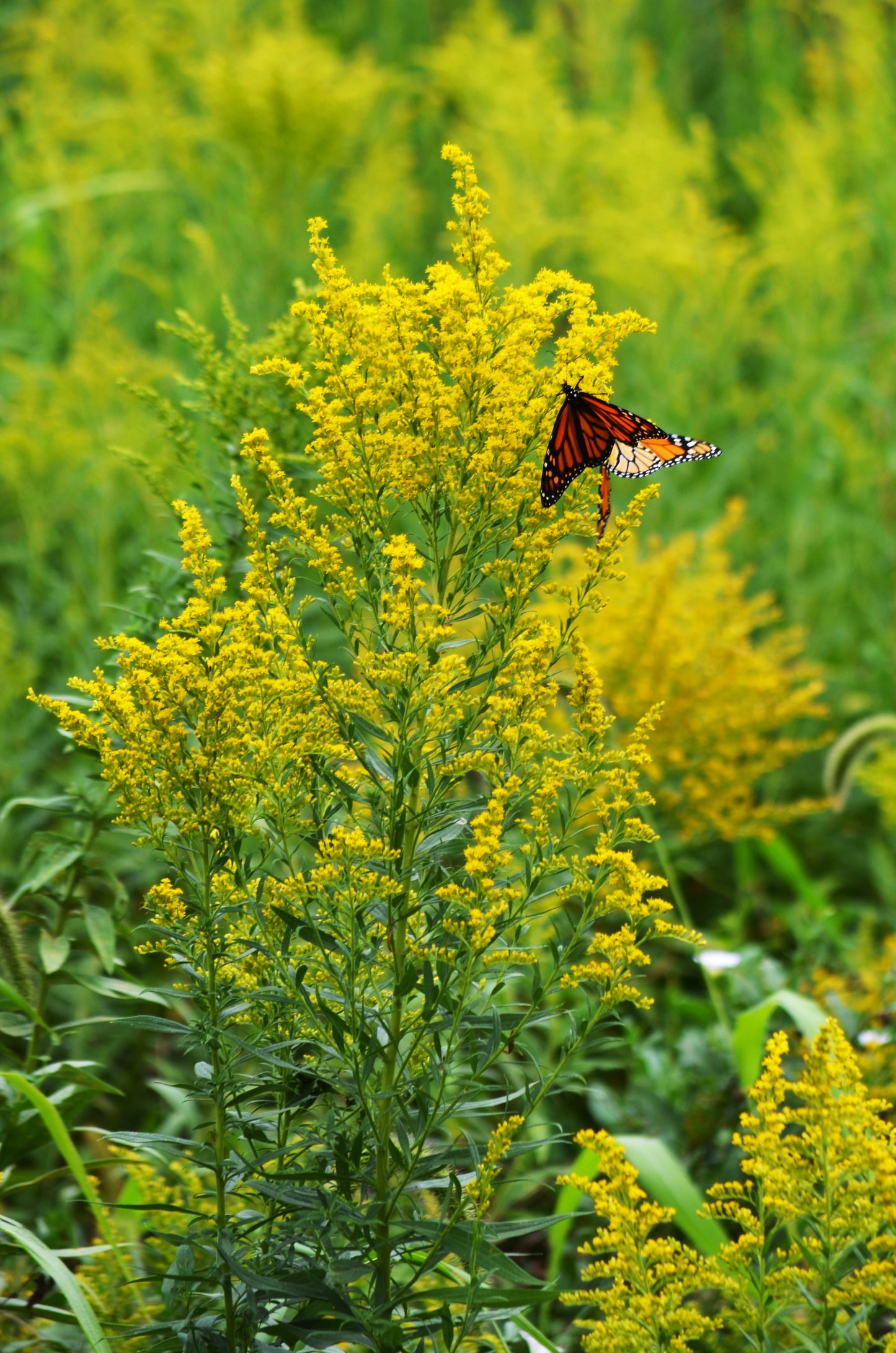 Cliff Goldenrod Olidago Sciaphila 750 Seeds for Planting Rare Perennial with Yellow Blossoms