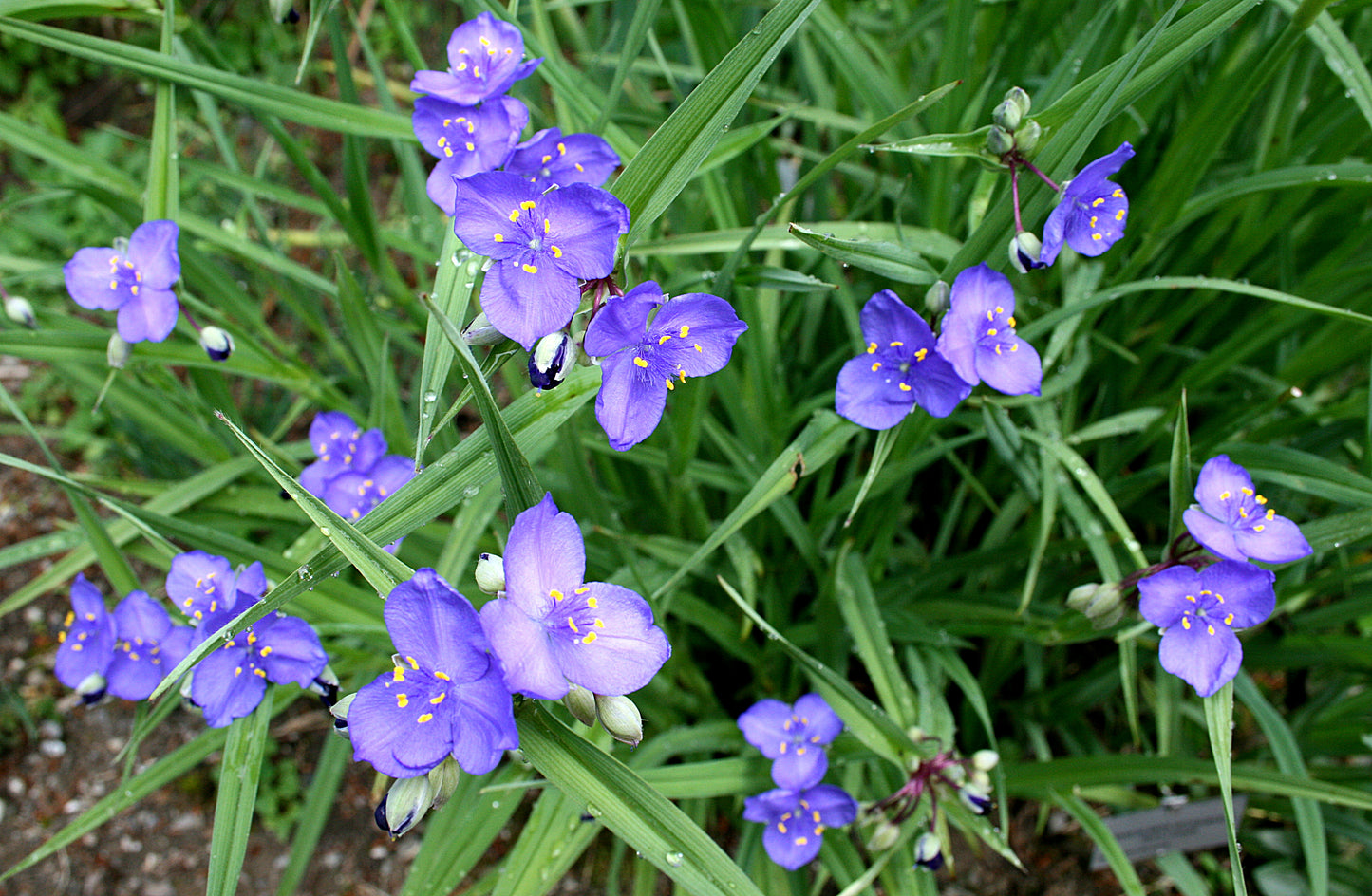 Western Spiderwort Tradescantia occidentalis 200 Seeds for Planting