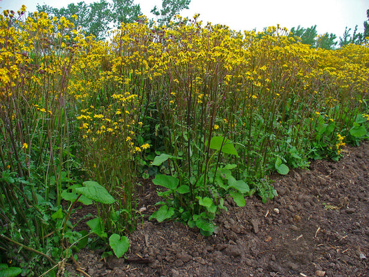 Packera aurea Golden Ragwort 150 Seeds for Planting Native Ground Cover