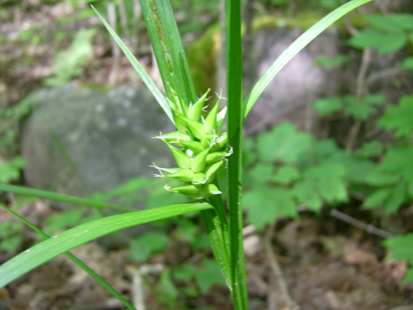 Shining Bur Sedge Carex Intumescens 25 Seeds for Planting