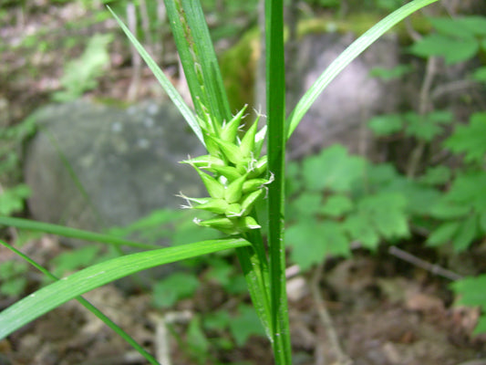 Shining Bur Sedge Carex Intumescens 25 Seeds for Planting