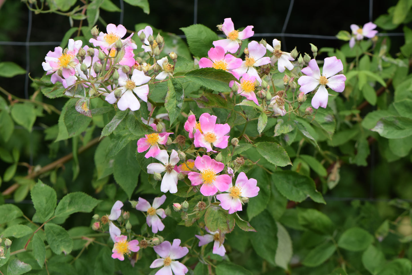 Illinois Rose Rosa setigera 75 Seeds for Planting Climbing Wild Prairie Rose Seeds