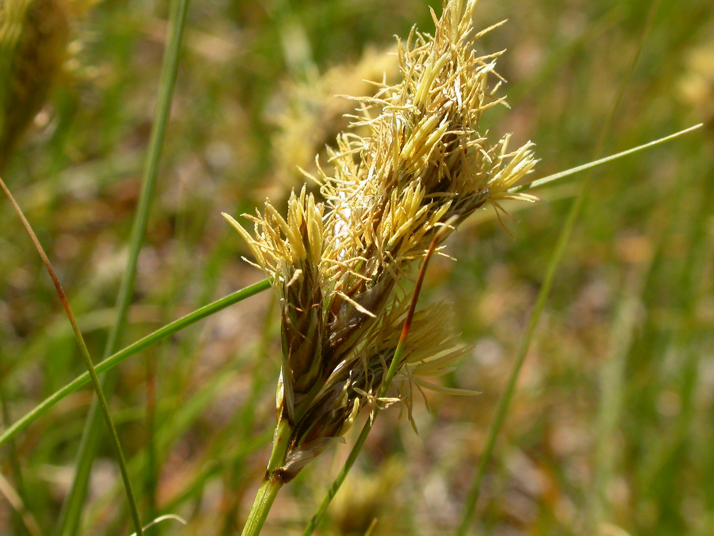 Early Fen Sedge Carex crawfordii 150 Seeds for Planting Hardy Ornamental Grass