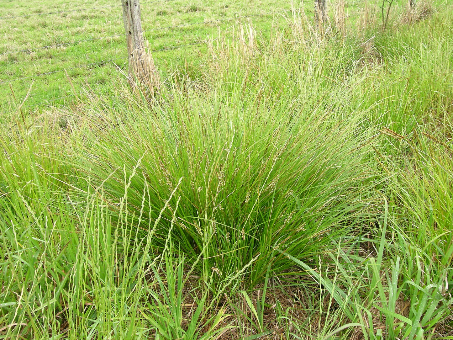 Prairie Wedgegrass Sphenopholis Obtusata 1000 Seeds for Planting