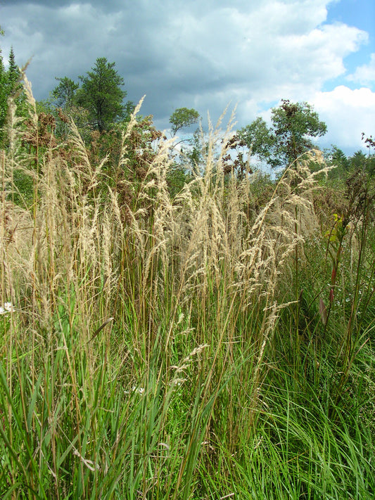 Blue Joint Grass Calamagrostis Canadensis 1000 Seeds for Planting