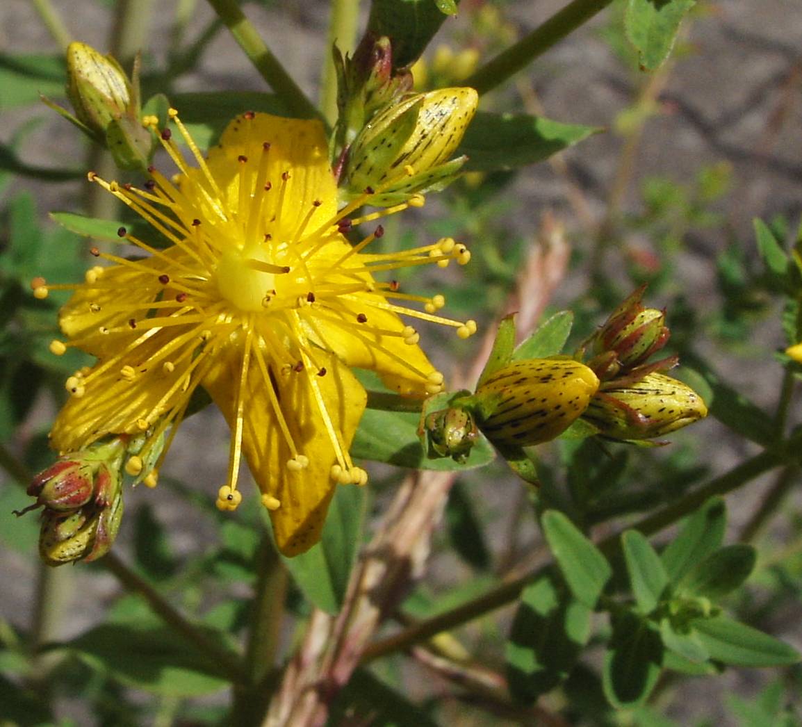 Round-fruited St. John's Wort Hypericum sphaerocarpum 200 Seeds for Planting