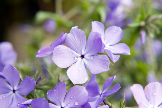 Wild Blue Phlox Phlox Divaricata Seeds 25 for Planting