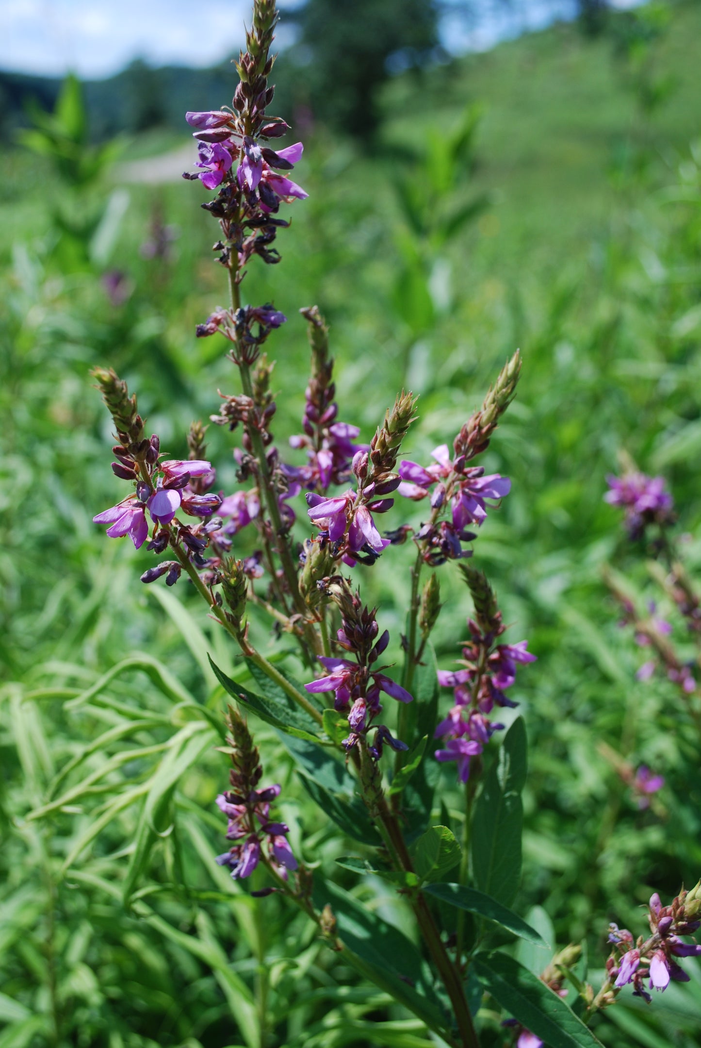 Showy Tick Trefoil Desmodium Canadense 250 Seeds for Planting Pink Flowers