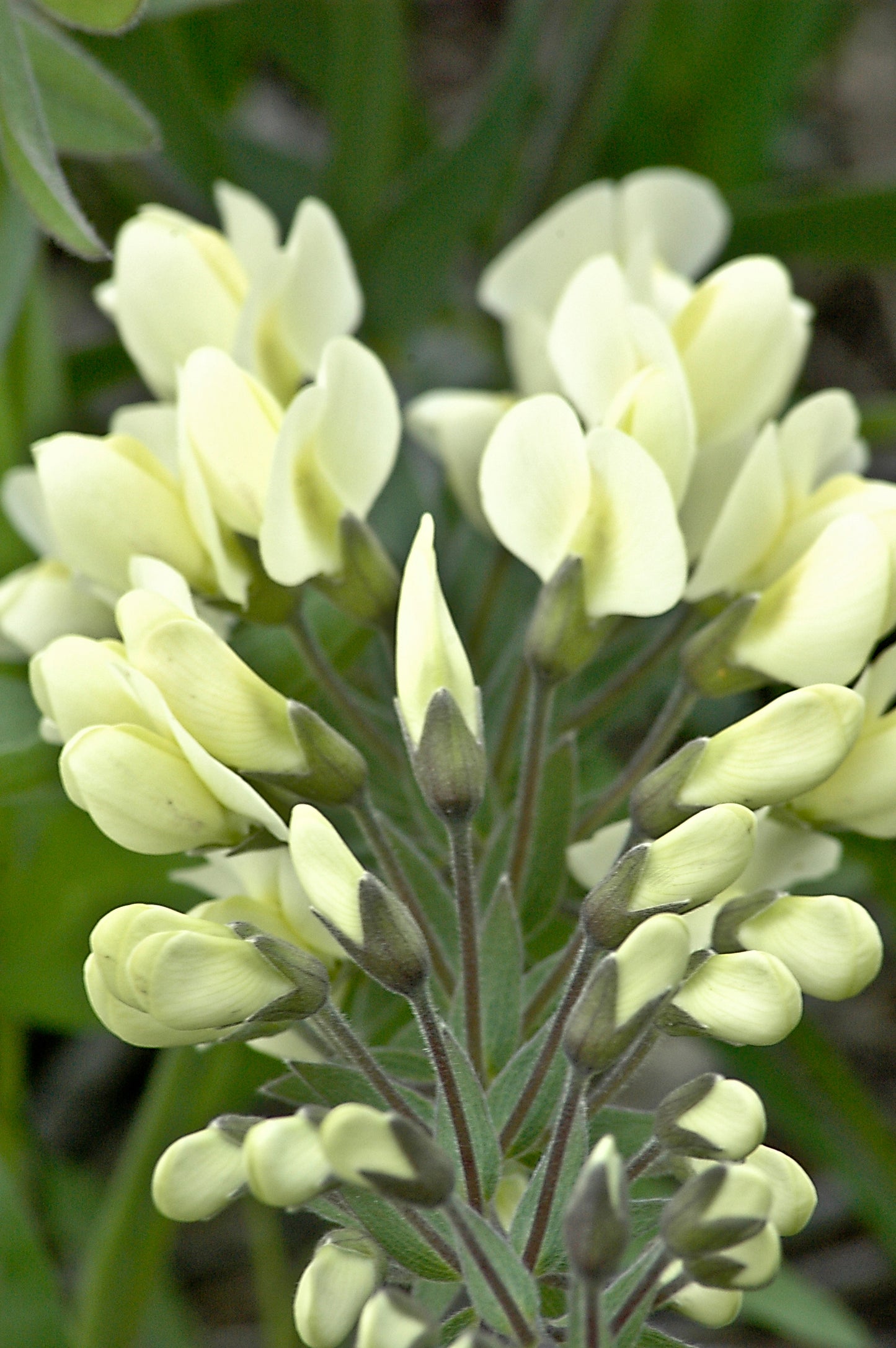 Cream Wild Indigo Baptisia leucophaea 10 Seeds for Planting