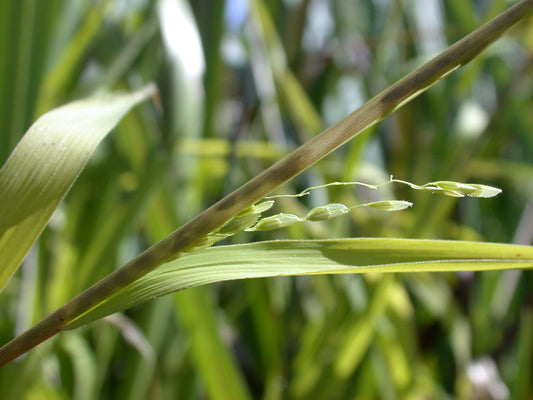 Rice Cut Grass Leersia Oryzoides 500 Seeds for Planting Hardy Wetland Grass