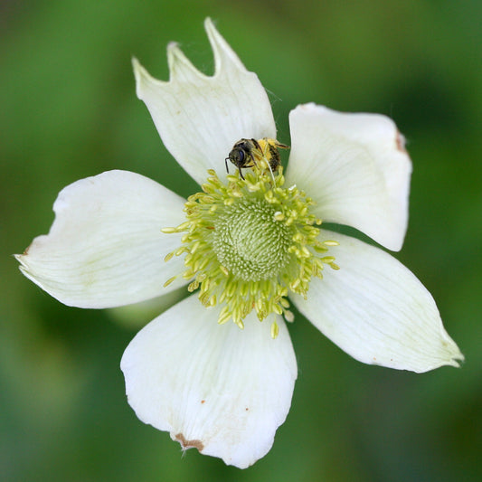 Tall Thimbleweed Anemone cylindrica 100 Seeds for Planting Anemone virginiana Ornamental Plants