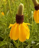 Prairie Coneflower Ratibida columnifera 100 mg (approx 150 seeds) Seeds For Planting