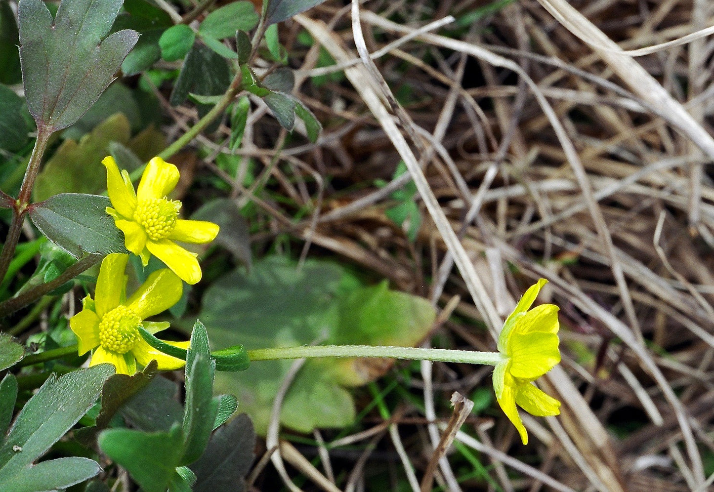 Early Buttercup Ranunculus Fascicularis 50 Seeds for Planting