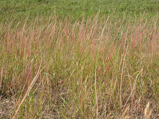 Sand Dropseed Sporobolus cryptandrus 1000 Seeds for Planting