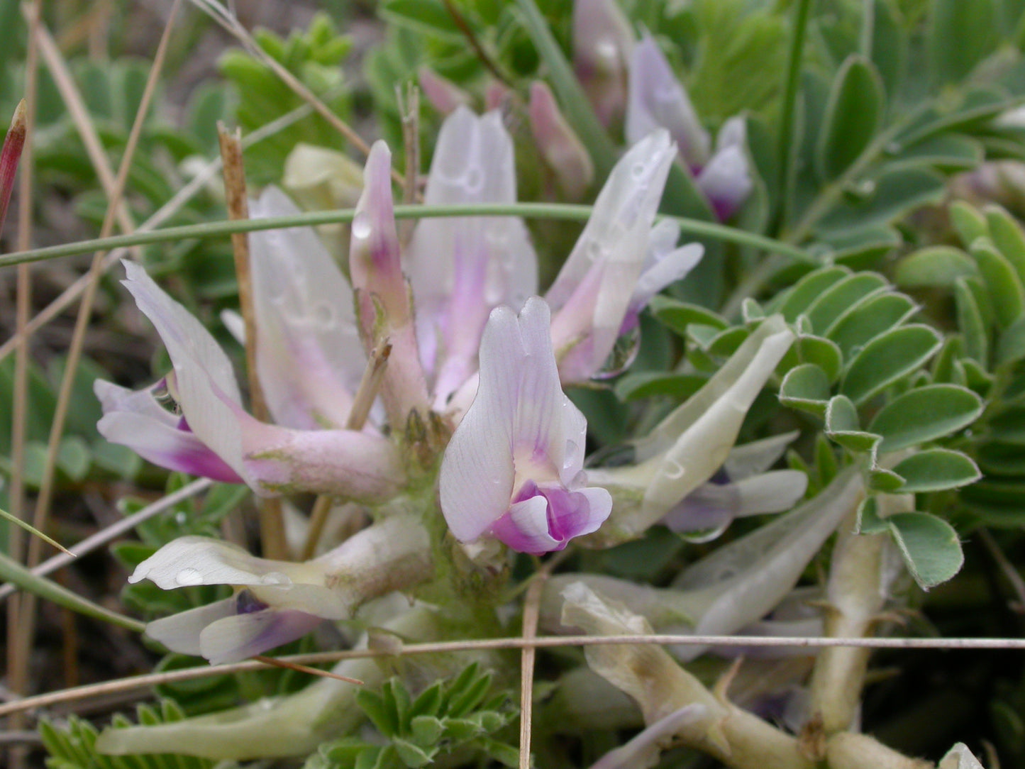 Ground Plum Astragalus Crassicarpus 75 Seeds for planting