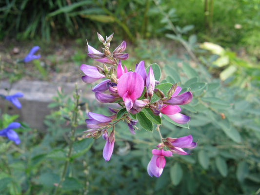 Slender Bush Clover Lespedeza Virginica 100 Seeds for Planting Perennial Legume Seeds