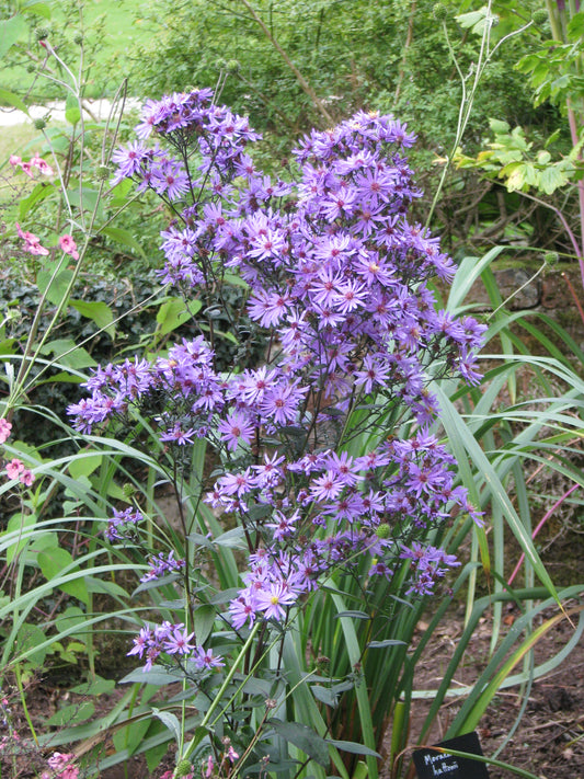 Prairie Aster Symphyotrichum Turbinellum 400 Seeds for Planting Lavender Flowers