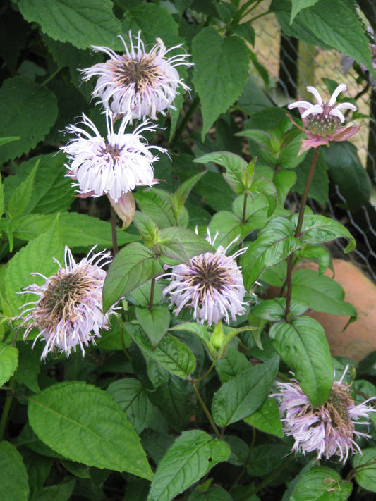 Bradbury's Monarda Monarda Bradburyana 100 Seeds for Planting