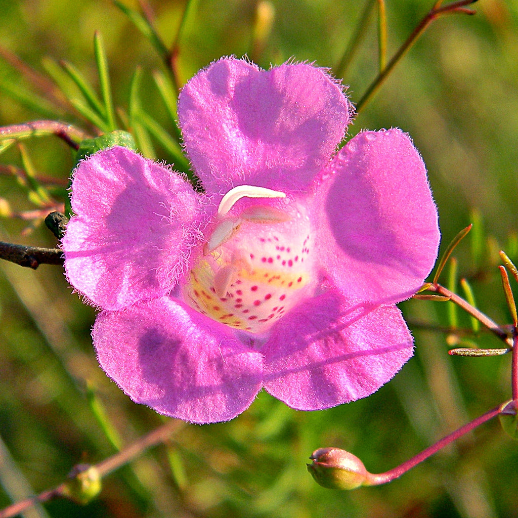 Ear-leaf False Foxglove Gerardia auriculata 100 Seeds for Planting