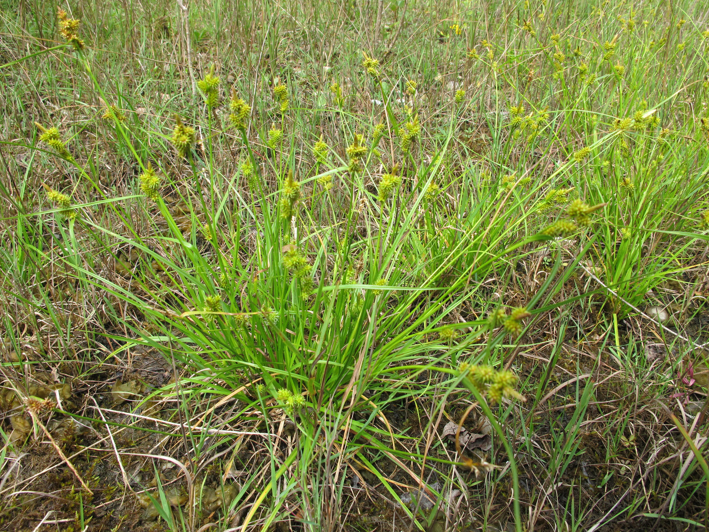 Fen Star Sedge Cyperus esculentus 500 Seeds for Planting