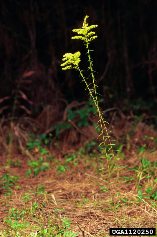 New Sweet Goldenrod Solidago Odora 750 Seeds for Planting Asteraceae Family