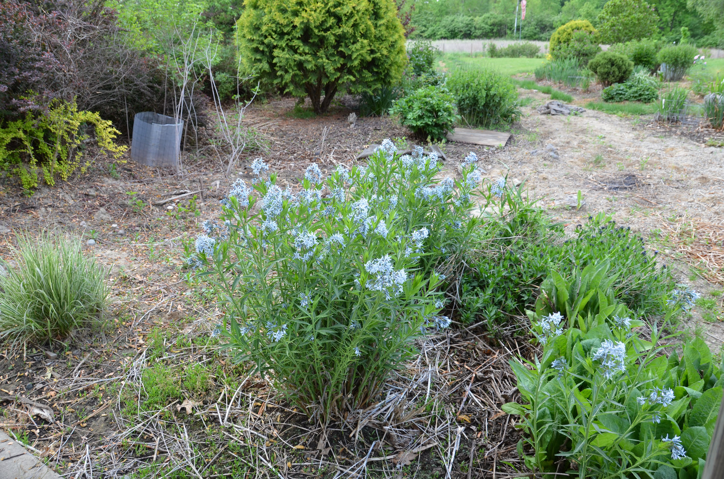 Eastern Bluestar Amsonia Tabernaemontana 25 Seeds for Planting