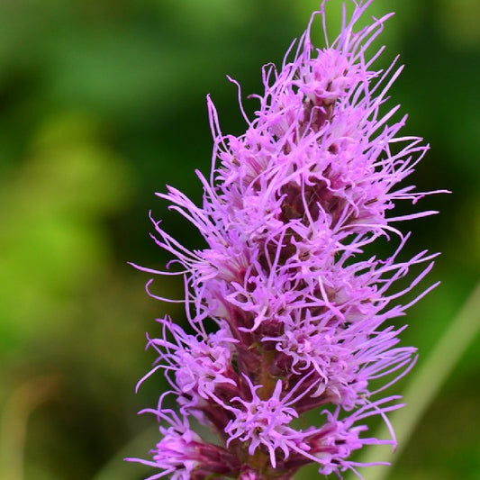 Bottlebrush Blazing Star Liatris Mucronata 90 Seeds for Planting