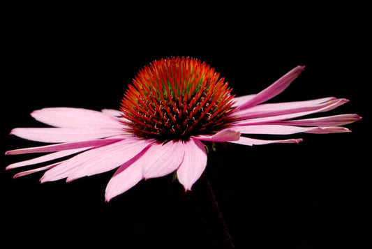 Narrow-leaved Coneflower Echinacea angustifolia 200 Seeds for Planting