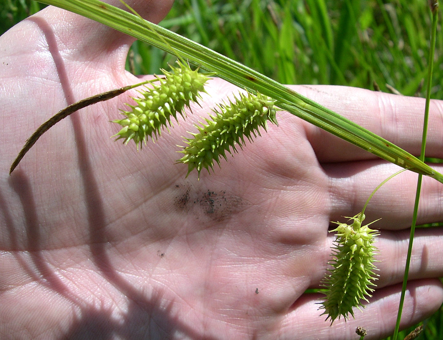 Porcupine Sedge Carex hystericina 100 Seeds for Planting Bottlebrush Sedge