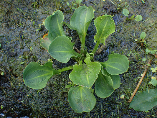 Mud Plantain Alisma Subcordatum 1000 Seeds for Planting