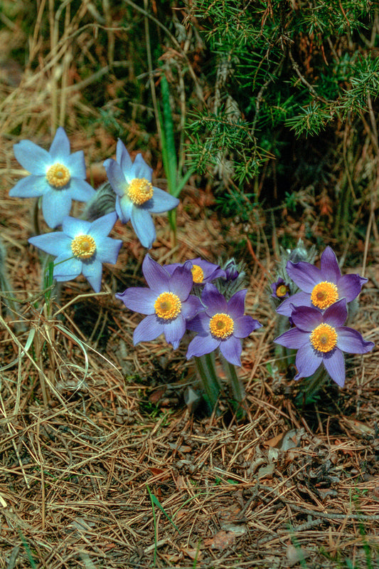 Anemone patens Pasque Flower 100 Seeds for Planting Anemone patens
