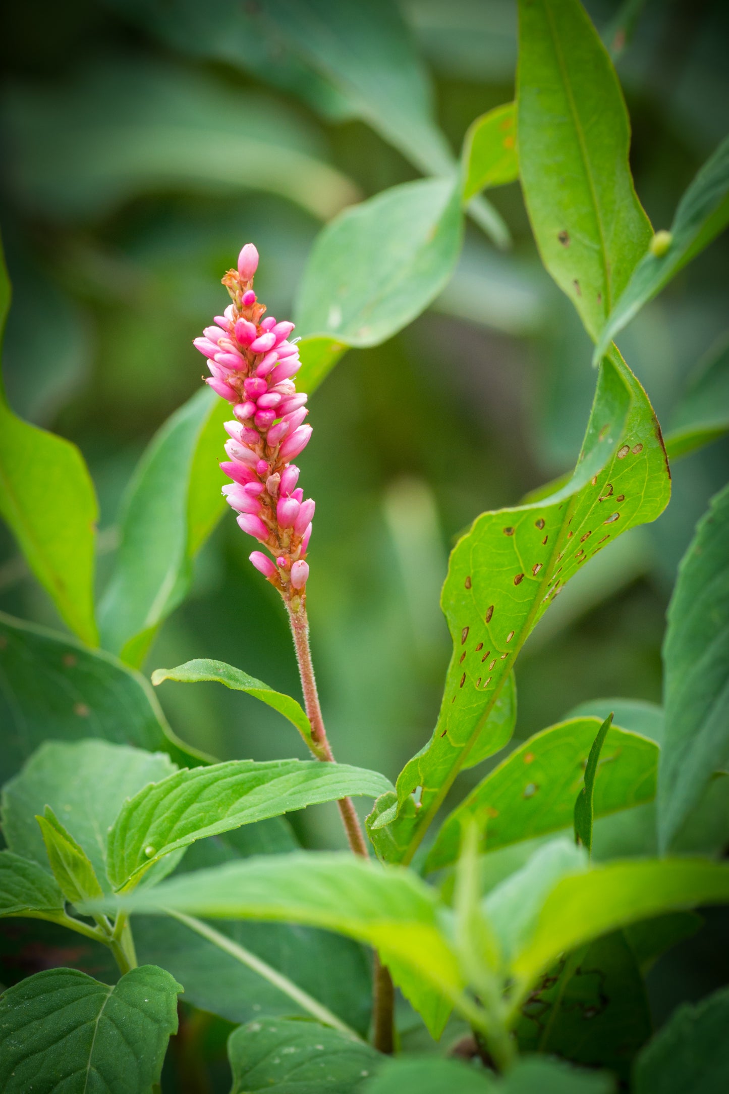 Pinkweed Persicaria Pensylvanica 200 Seeds for Planting Annual Plant Seeds