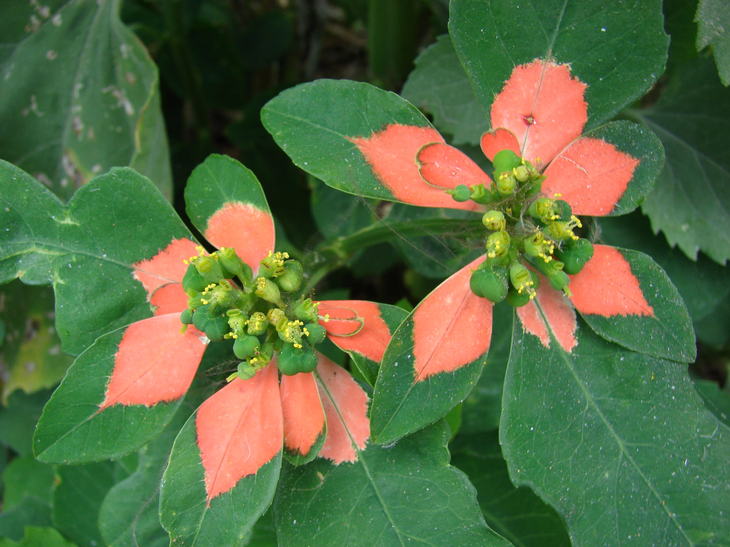 Fire-on-the-Mountain Euphorbia Cyathophora 15 Seeds for Planting