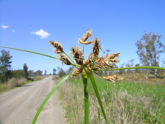 River Bulrush Scirpus Fluviatilis 150 Seeds for Planting