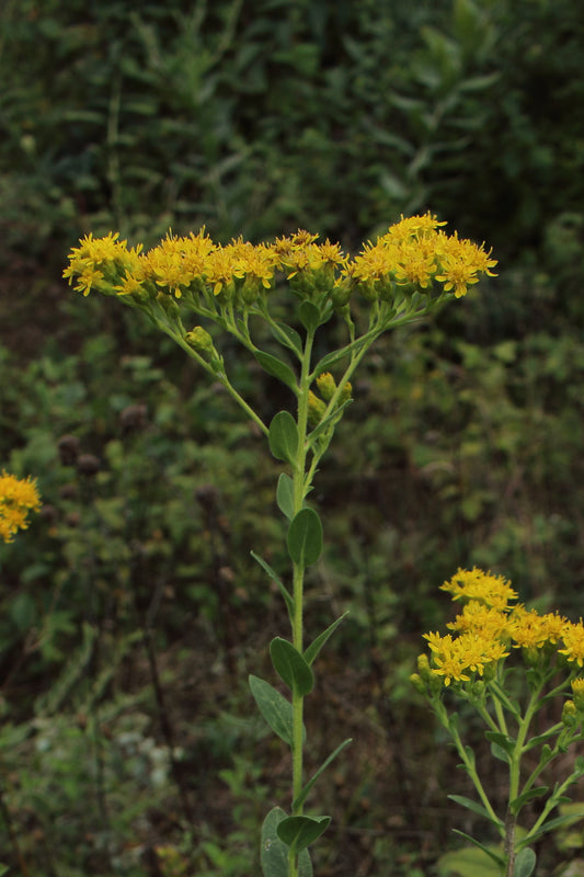 Stiff Goldenrod Solidago rigida 1000 Seeds for Planting