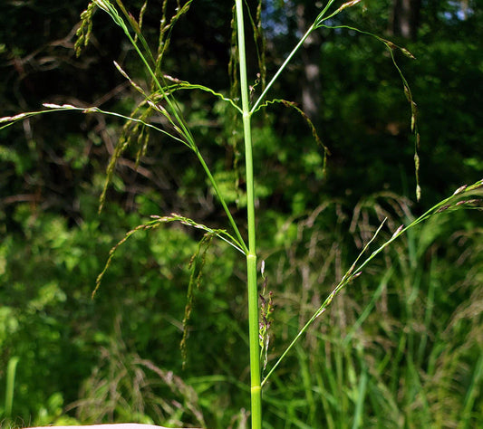 Reed Manna Grass Glyceria Grandis 500 Seeds for Planting