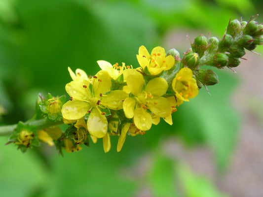 Tall Hairy Agrimony Agrimonia gryposepala 15 Seeds for Planting