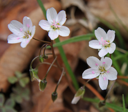 Spring Beauty Claytonia virginica Wildflower 75 Seeds for Planting