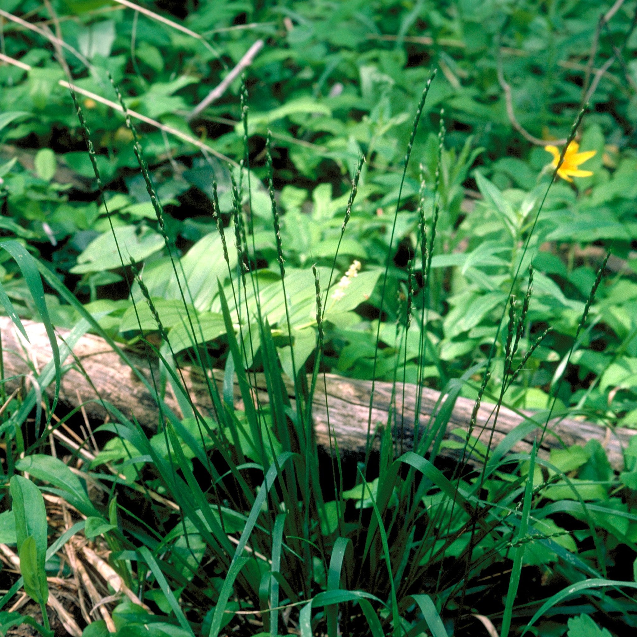 Native Perennial Roughleaf Ricegrass Oryzopsis asperifolia 25 Seeds fo ...