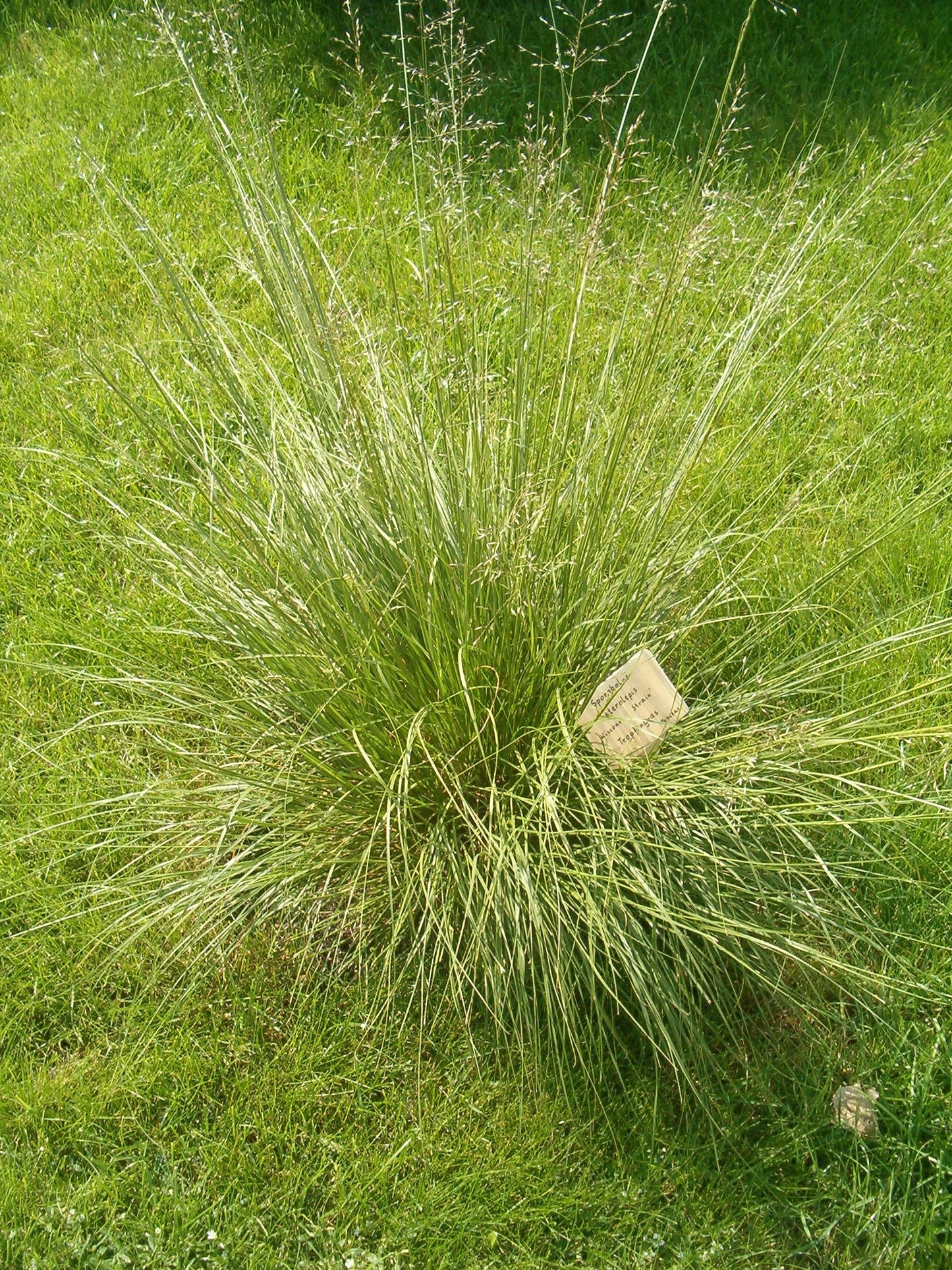 Rough Dropseed Sporobolus asper 500 Seeds for Planting Dry Prairie Grass Seeds